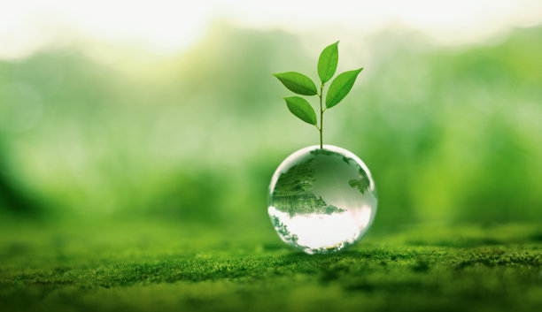 小植物生长在一个透明的玻璃球里图片下载