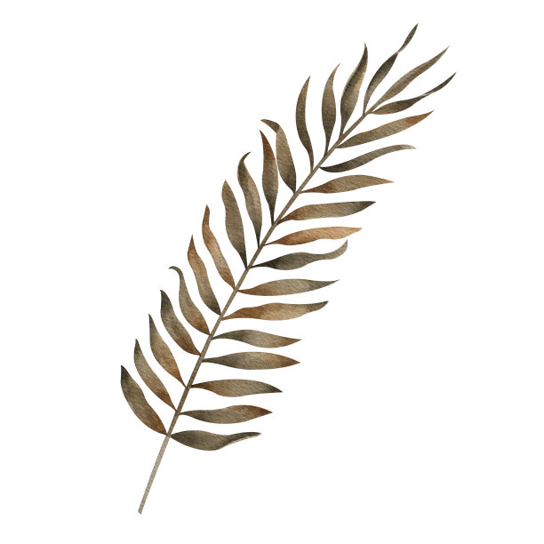 干棕榈叶水彩插图在波西米亚风格。干燥的热带树枝剪贴画。异国情调的花卉手绘图片隔离在白色背景的贺卡和邀请图片下载