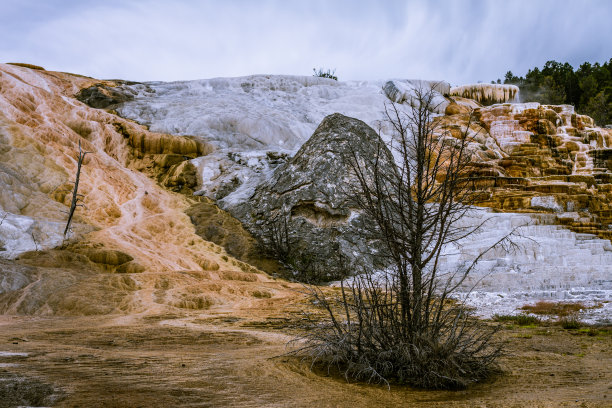 美国黄石国家公园猛犸温泉中的死树全景照片图片下载