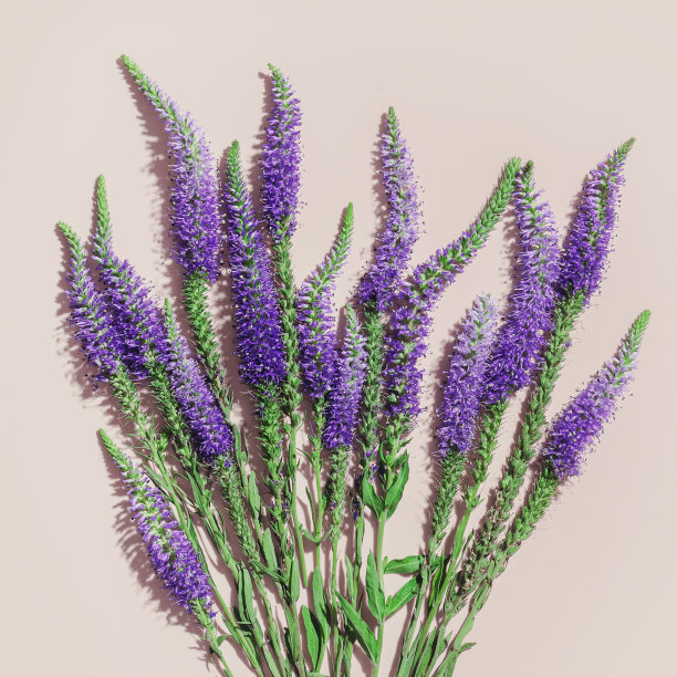 顶视图的自然野花在淡粉色，开花的花朵背景，近距离细节，最小的趋势照片模式。精致的草甸花，夏日花的概念，框架与复制空间图片下载