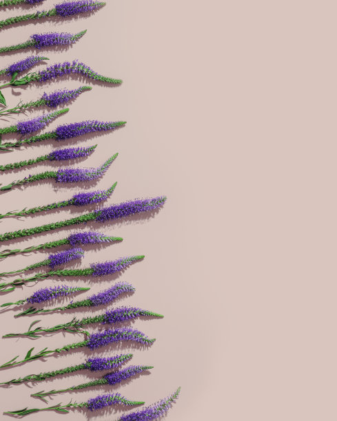 紫色紫罗兰花的野花最小的图案长叶罗妮卡与绿色的叶子在柔和的粉红色背景，最小的美学花平铺照片。美丽的自然静物图片下载