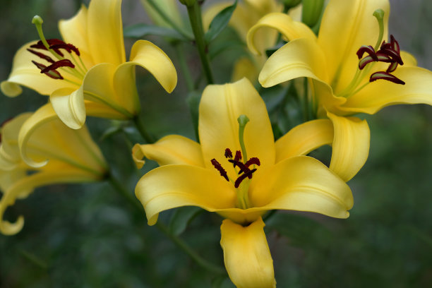 盛开的黄色百合花，雄蕊、花瓣和花蕾清晰可见。这张照片捕捉到了花园中百合花的自然美。注意百合花的细节结构图片下载