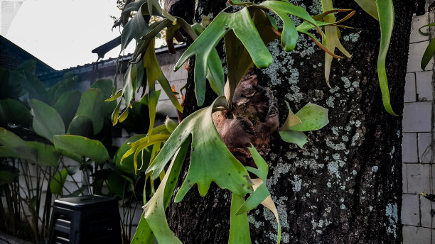 绿色植物的织锦茁壮成长，展示了植物和树皮之间复杂的舞蹈图片下载