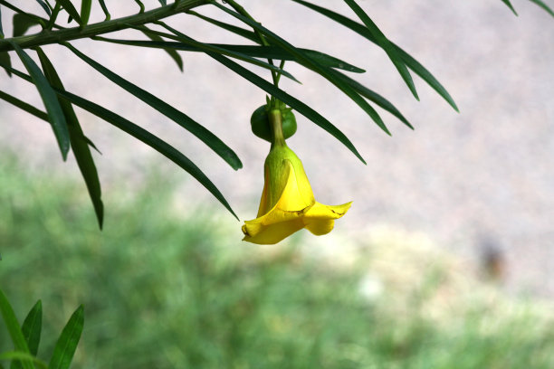 黄夹竹桃(Cascabela Thevetia)花与线性光滑的叶子(图片Sanjiv Shukla)图片下载