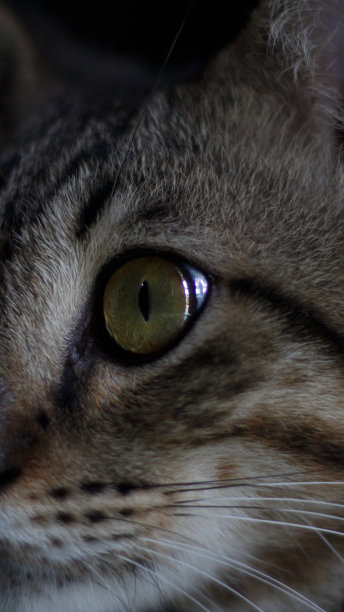 灰猫的照片肖像，猫的胡须，猫的眼睛图片下载