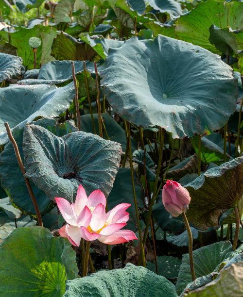 自然环境中的荷花图片下载
