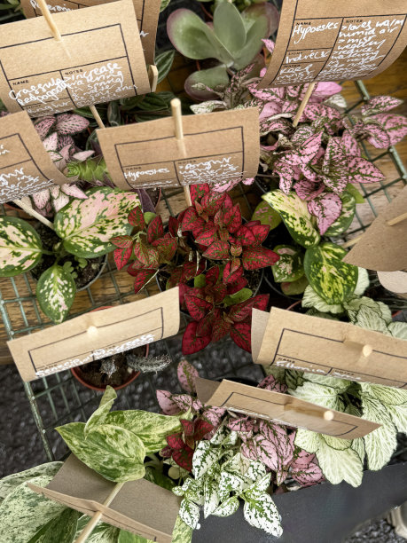 花园中心购物车的特写图片，里面有精选的红色、粉色和白色品种的圆点花(千层花)室内植物的叶子，在陶罐里，多肉植物红宝塔(小叶菜)，停机坪，高架视图图片下载