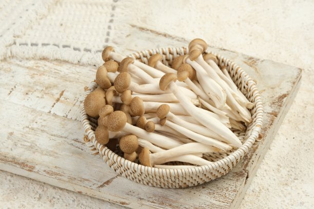 Shimeji蘑菇或棕色山毛榉蘑菇图片下载