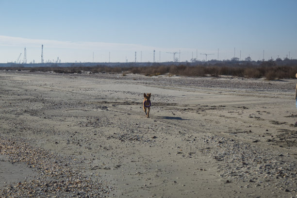 猫，狗，动物，宠物图片下载