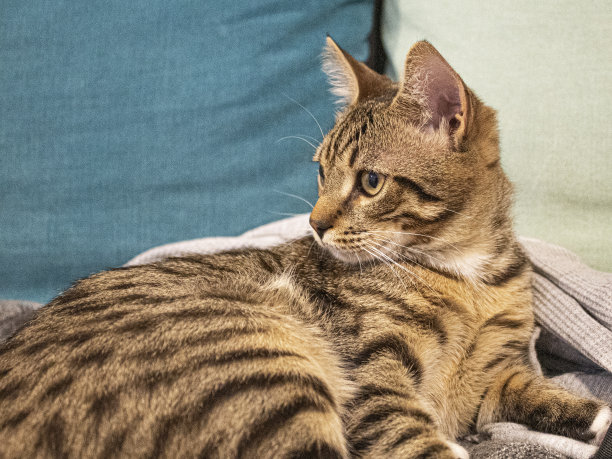 猫，狗，动物，宠物图片下载