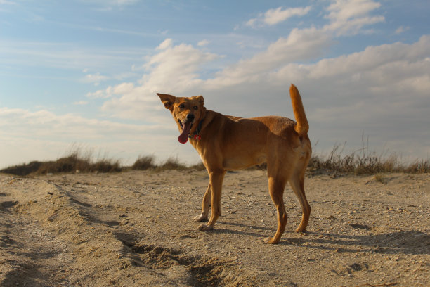 猫，狗，动物，宠物图片下载