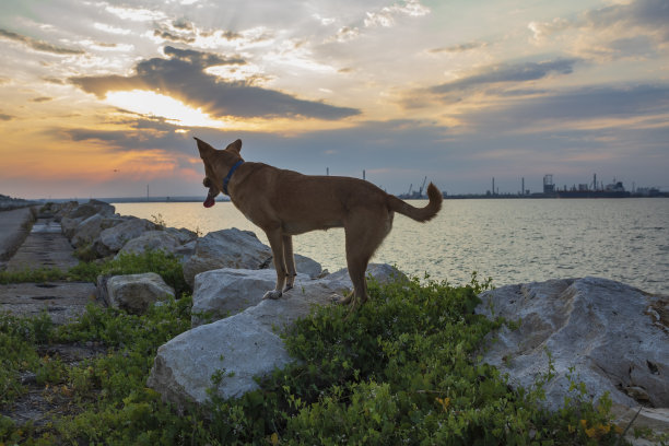 猫，狗，动物，宠物图片下载