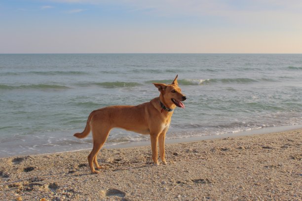 猫，狗，动物，宠物图片下载