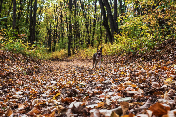 猫，狗，动物，宠物图片下载