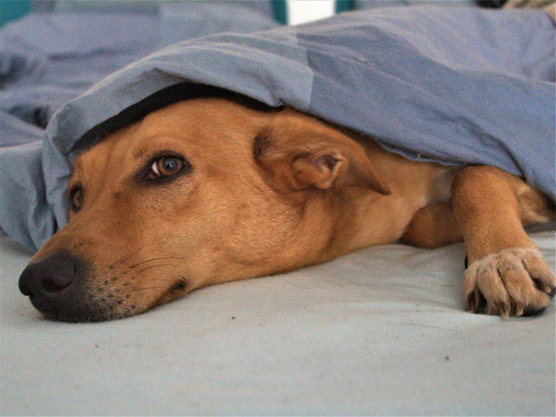 猫，狗，动物，宠物图片下载