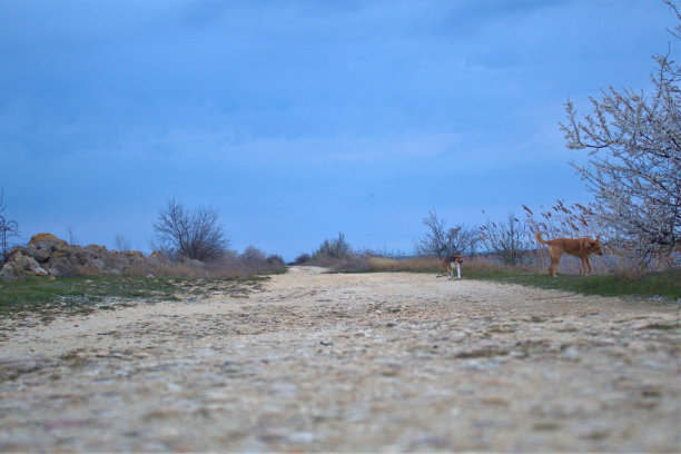 猫，狗，动物，宠物图片下载