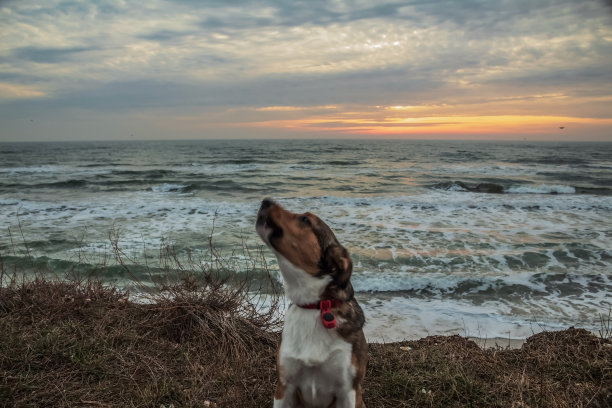 猫，狗，动物，宠物图片下载