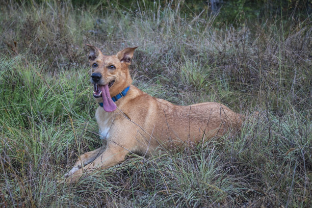 猫，狗，动物，宠物图片下载