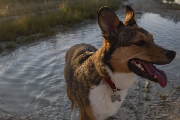 猫，狗，动物，宠物图片下载
