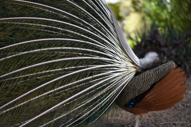 自然界的模式图片下载