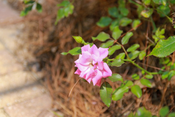 亮粉色玫瑰，特写。单一的玫瑰。详细的创意镜头。花的照片。图片下载