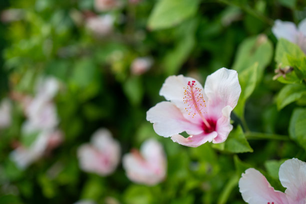 粉红色芙蓉玫瑰花在阳光下的特写与模糊的背景股票照片图片下载