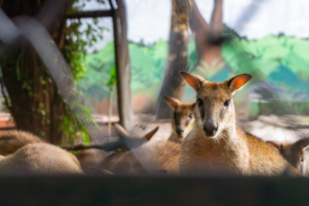 鹿眼特写图片下载