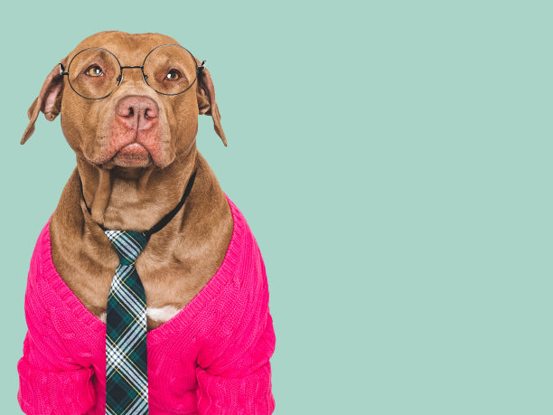 可爱的狗，眼镜和时髦的领带。影棚拍摄图片下载
