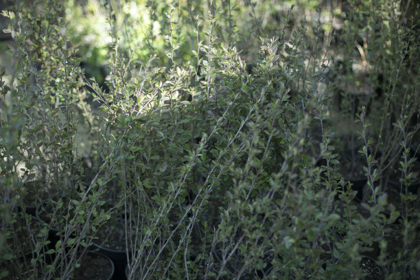 夏天的绿色植物。自然景观。夏日自然的细节。图片下载
