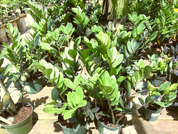 2024年夏天南佛罗里达州热带植物的电影照片图片下载