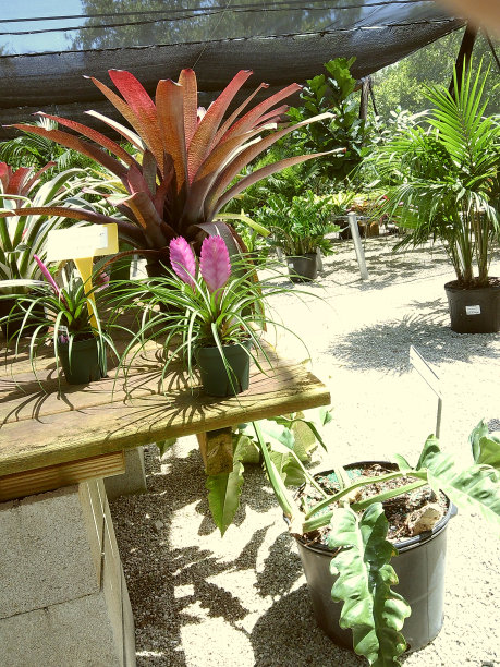 2024年夏天南佛罗里达州热带植物的电影照片图片下载