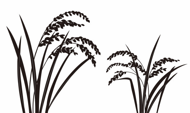 水稻穗廓图图片下载