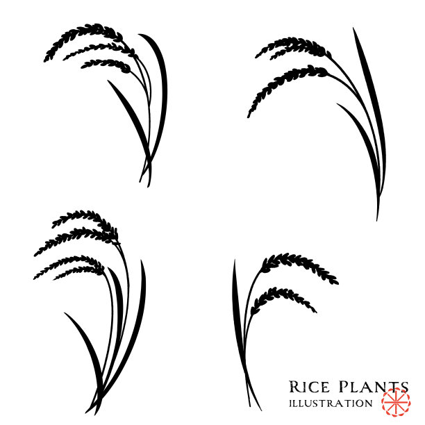 水稻穗廓图图片下载