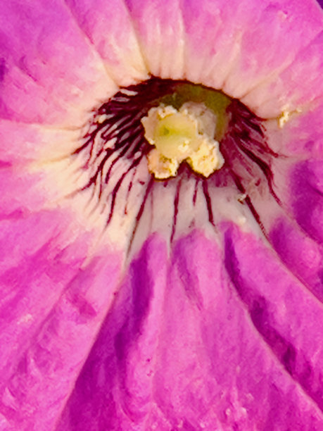 粉红色的佩妮背景图片下载