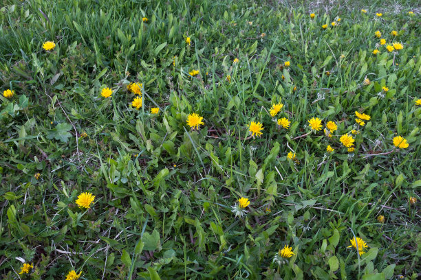 蒲公英草地，俯视图。绿色草地与黄色蒲公英出版，设计，海报，日历，邮政，屏幕保护程序，壁纸，明信片，横幅，封面，网站。高质量照片图片下载