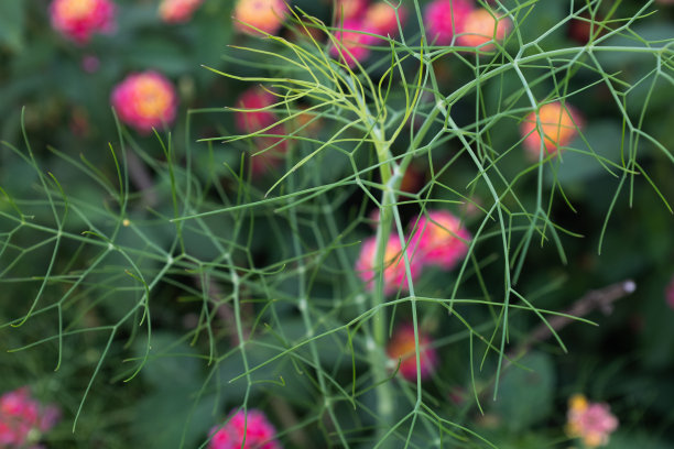莳萝的小枝，特写。背景从绿色莳萝植物出版，设计，海报，日历，帖子，屏幕保护程序，横幅，封面，网站。年轻的茴香。高质量照片图片下载