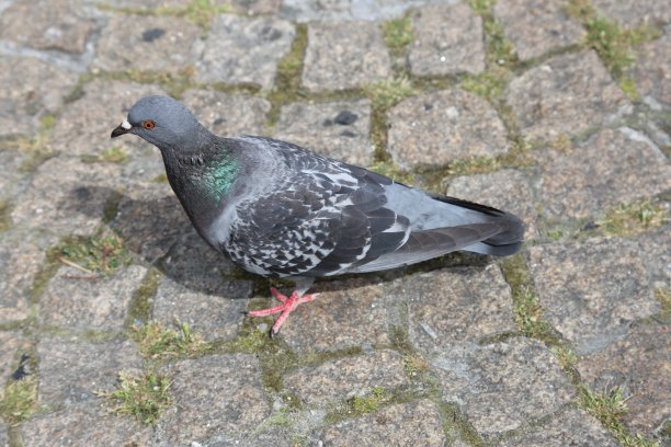 2024年6月，法国巴黎的随机照片图片下载