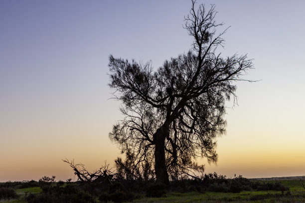 树的剪影在冬季日落的背景图片下载
