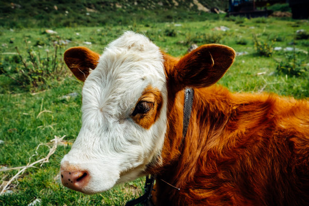 有斑点的小牛在绿色草坪上休息的头部照片。有趣的小母牛躺在夏天的草地上。图片下载