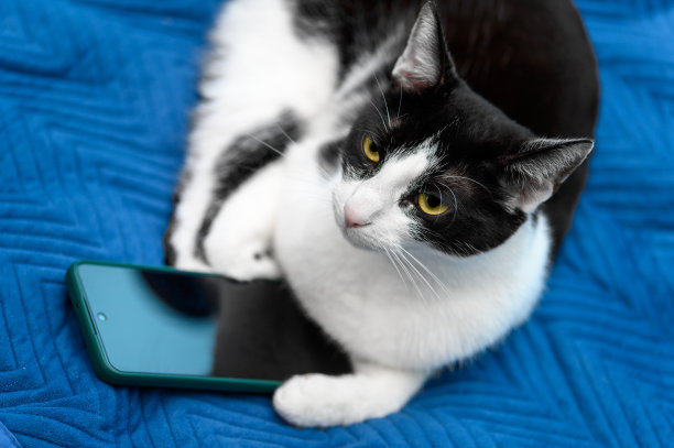 猫打电话给兽医预约做检查图片下载