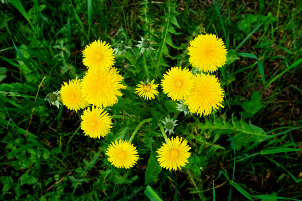 照片中有一群蒲公英，背景是一片草地和其他植物。图片下载