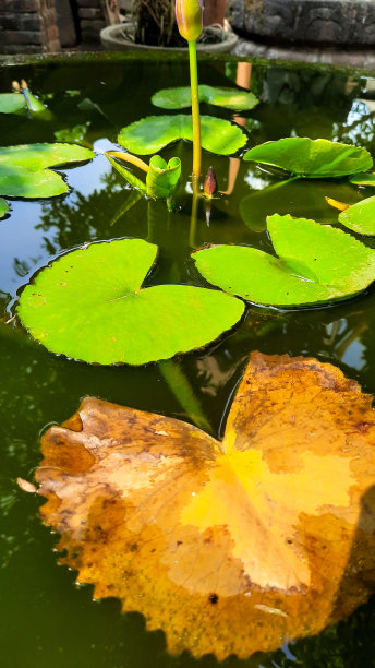 绿色的睡莲花瓣遍布地表，这是一个充满活力的舞台，为自然的生长和腐烂芭蕾舞图片下载