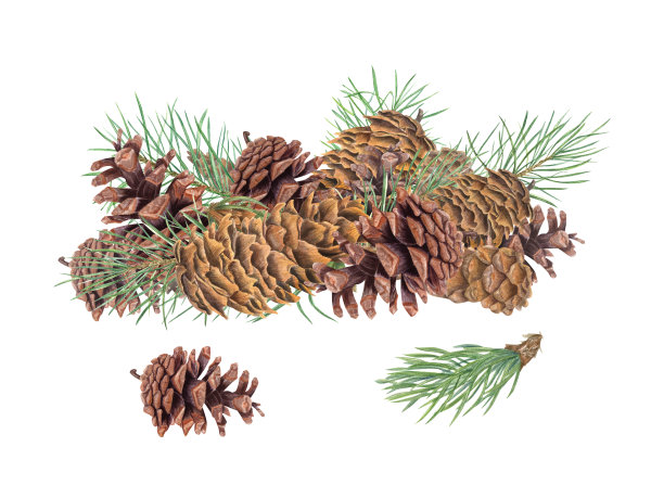 棕色松果和绿色松枝。一堆冬天的装饰。有球果的常绿植物。水彩插图孤立在白色。自然主题项目，季节性设计，教育材料图片下载