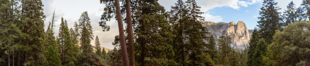 美国尤塞米蒂国家公园的针叶树、树干和白色山脉的全景照片图片下载