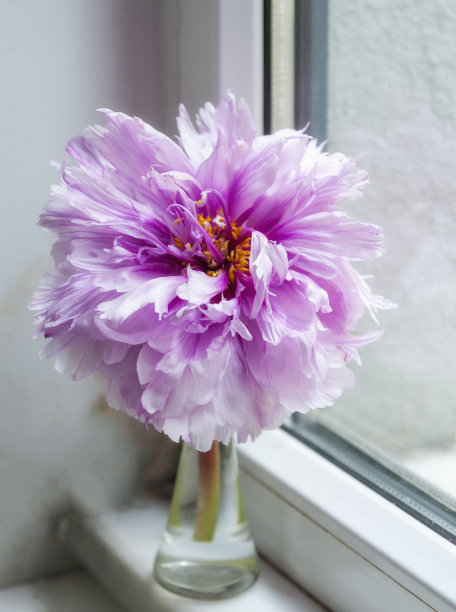 美丽的生活方式的照片，新鲜切割的粉红色牡丹在一个古老的铜花瓶上的旧木板和亚麻桌布在一个阳光明媚的窗前图片下载