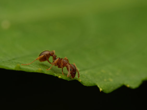 一只红色的蚂蚁在一片绿叶的边缘喝水。宏观照片图片下载