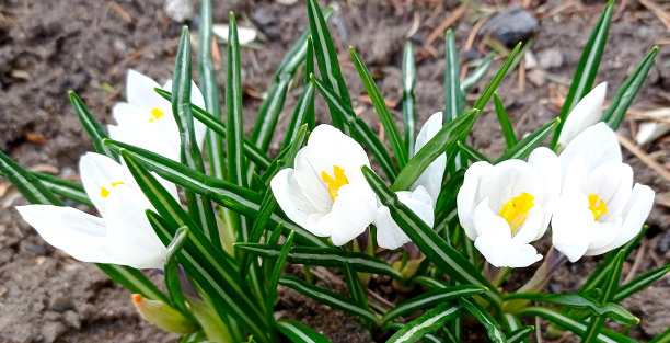 街道的野花。夏天，植物开花。垂直照片，背景。花园里的矢车菊下雪了。图片下载