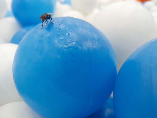 苍蝇在蓝色和白色的球背景图片下载