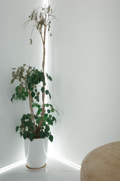 白色建筑内部的盆栽植物特写图片下载