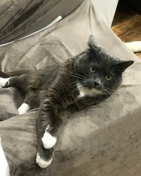 一只猫躺在沙发上的照片图片下载